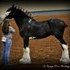 REGISTERED BLACK CLYDESDALE STALLION AT STUD~FEE INCLUDES AI FEE
