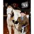 nice horse