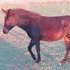 Shetland Mules - Ready to Train