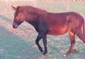 Shetland Mules - Ready to Train