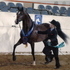 Multi Regional Titled Arabian Gelding
