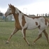 Flashy English Gelding!