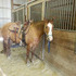 Nice Mare that is Very Willing!!!!