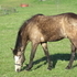 10 year reg Connemara 