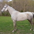 Arabian mare, registered