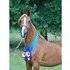 2005 Reg. Half Arab Gelding, SUPER endurance prospect!