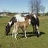Rare Gaited Bashkir Curly