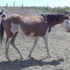 2010 bay/overo filly
