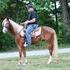Check out this Rocky Mountain Gelding!