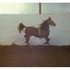 PRICE REDUCED!! FOALED PINTO FILLY!!!!!!!