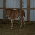2011 AQHA Reining /Cutting stud 