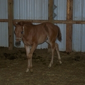 2011 AQHA Reining /Cutting stud 