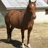 AQHQ Mare Looking for Work