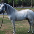 DIRECT VITRAL STALLION