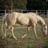 Gorgeous Cremello Stallion~Standing At Stud