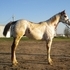 Flashy Stallion Prospect 