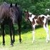 Registered Walking and Spotted Saddle Horse Foals