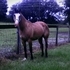 Dunskin Qh Mare