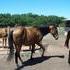 double registered PtHA and APHA