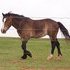 blaze and socks, double registered percheron mustang