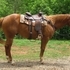 Nicely Built Trail Gelding