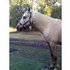Palomino Gelding, will trade
