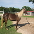 2 Year old Chocolate White Mane and Tail