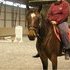 Solid Gelding