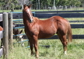 Outstanding 2yr old gelding