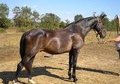 Gorgeous Black TWH!