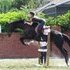 17hh Gelding, fun Versatile Boy