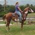 Flashy, Athletic Paint Mare