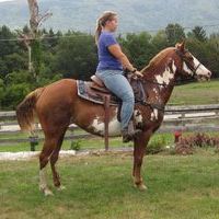 Flashy, Athletic Paint Mare
