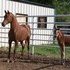 Sweepstakes Exotic Proven A Champion Producing Mare Class A