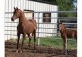 Sweepstakes Exotic Proven A Champion Producing Mare Class A