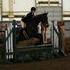 Handsome OLDENBURG Gelding