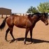 Beautiful TB Mare