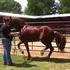 Friesian Azteca mare PIAFFE! Started PASSAGE, spanish walk wow!!