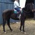 6 yo TB gelding, sweet as pie!