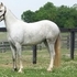 Registered Purebred Welsh Mare Fancy Show Prospect