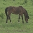 Ready for adoption, beautiful, great conformation, rides and drives, 
