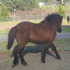 Registered Icelandic filly