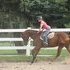 Gorgeous Mare for Lease