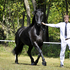 Beautiful Friesian Mare