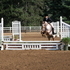  Hunter pony for sale