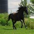 Beautiful Gaited solid black Morab