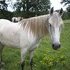 Andalusian cross for sale