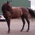 Flashy Children's Hunter for lease!