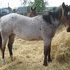 Gelding