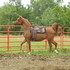 Beautiful Chestnut Mare